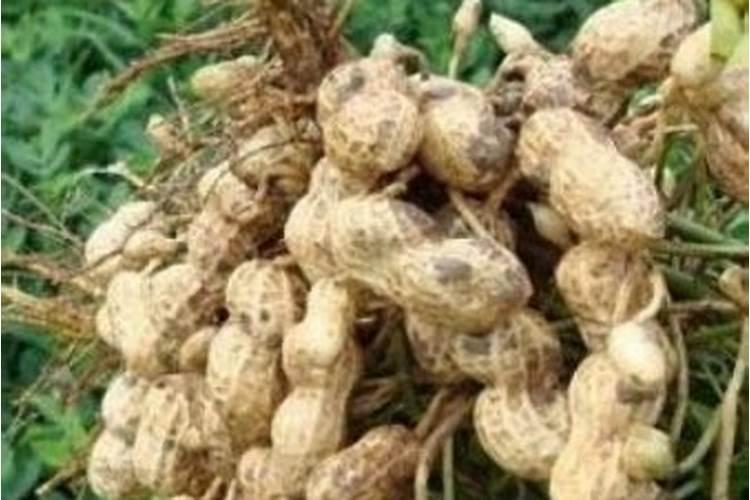 花生叶面肥有哪些