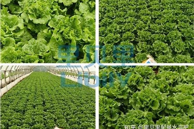 莴笋大规模种植用什么肥料才能长得又粗又壮？
