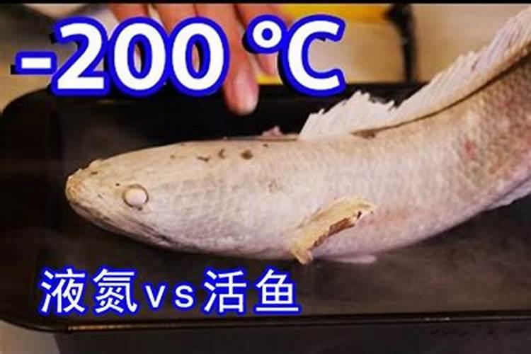 鱼蛋白桶肥对作物效果好处,鱼蛋白桶肥功能和效果