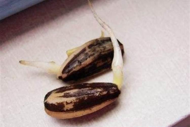 在阳台种菜最好的是用什么肥料