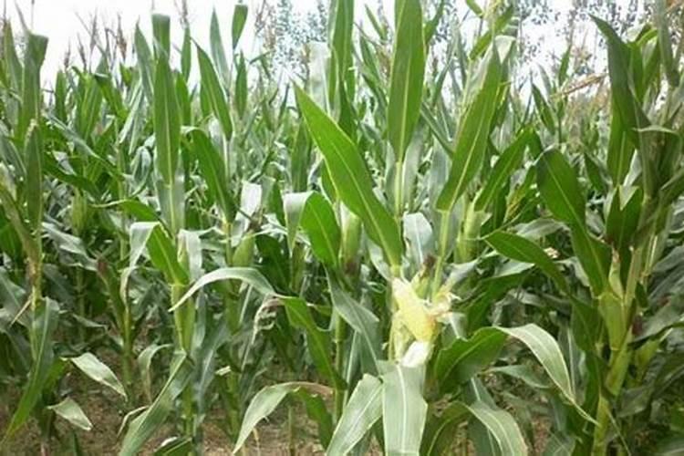 榨菜怎么种植 榨菜的种植方法
