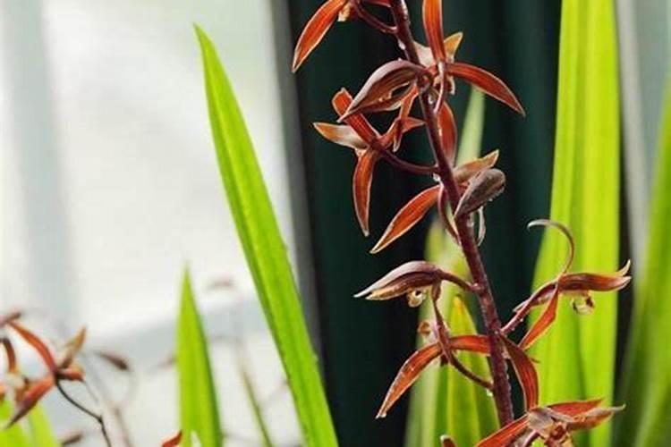 怎样种芝麻才能高产 种芝麻用什么肥料好