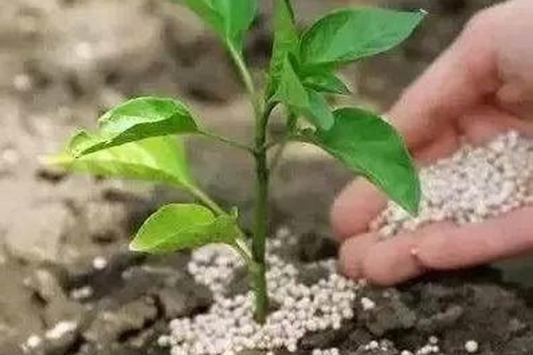 水溶肥是什么肥料