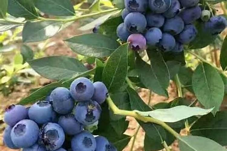盆栽月季花要施什么肥,一般什么时候施肥？