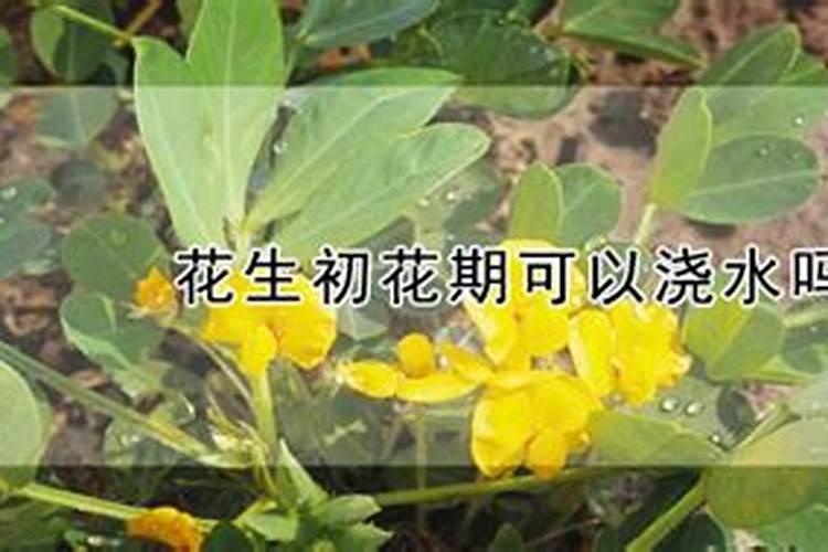 青花菜空茎影响产量,青花菜空茎该怎么防治呢？
