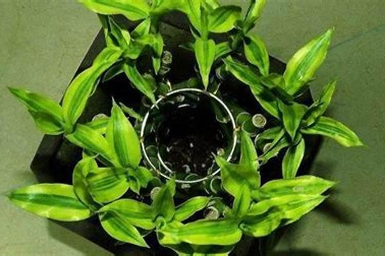 玉米除草剂能与那些农药混用