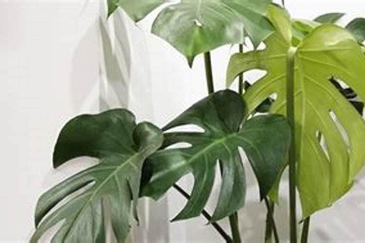 花多多10号适合浇什么？