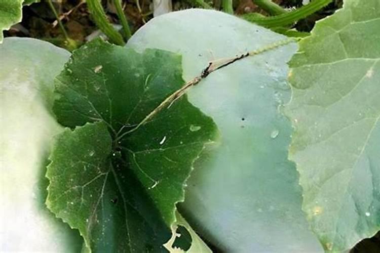 磷钾肥自制简单不花钱的方法