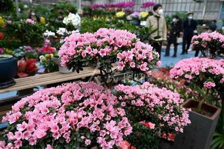 花卉专用肥都有哪些