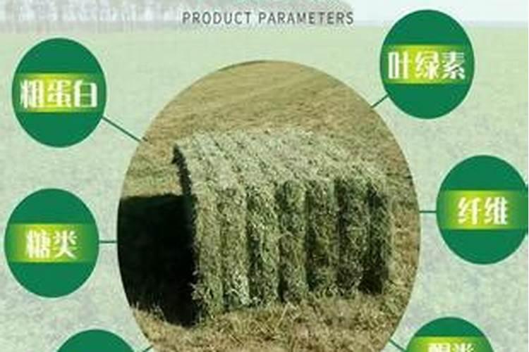 退耕还林地可以种植一年生牧草吗？