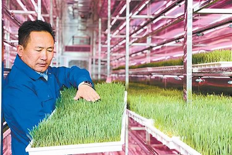 退耕还林地可以种植一年生牧草吗？