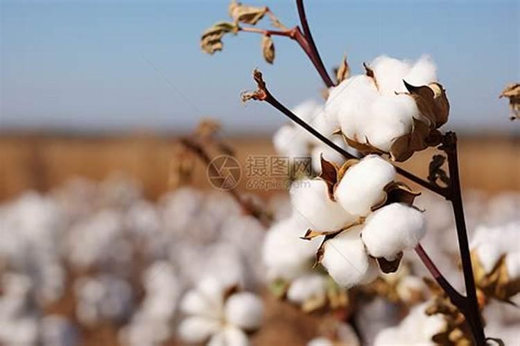 棉花蕾包头怎么解决