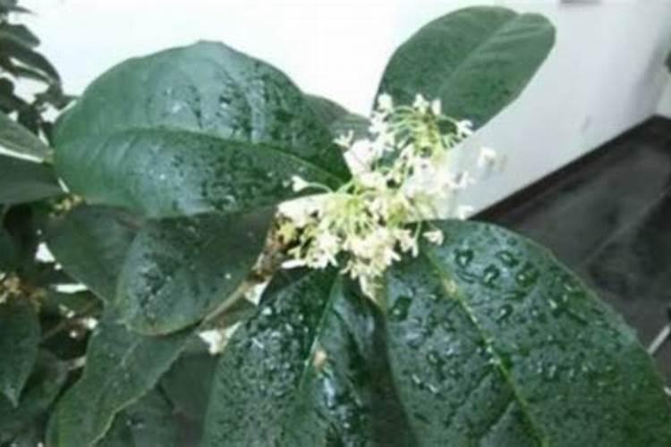桂花树移植三个月了还没发芽可以淋磷酸二氢钾吗？