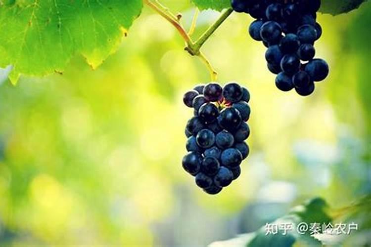 葡萄转色期施什么肥