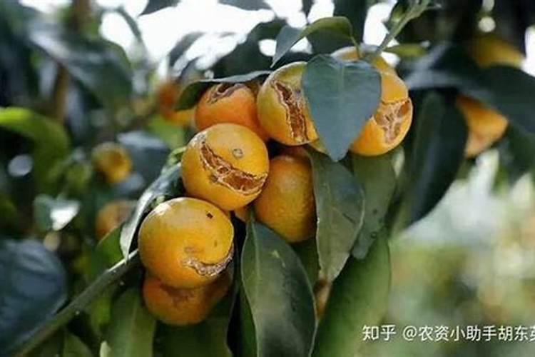种植豆角,辣椒用什么肥好。