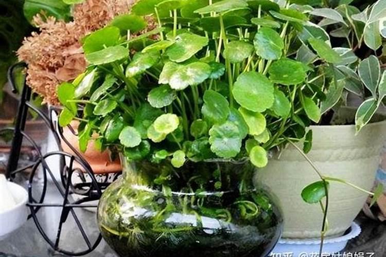 芡实的外壳为什么还有花的