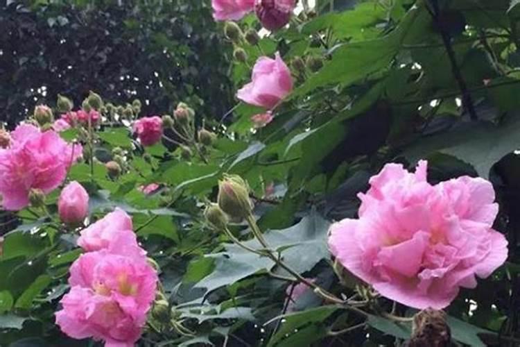 芙蓉花怎么施肥