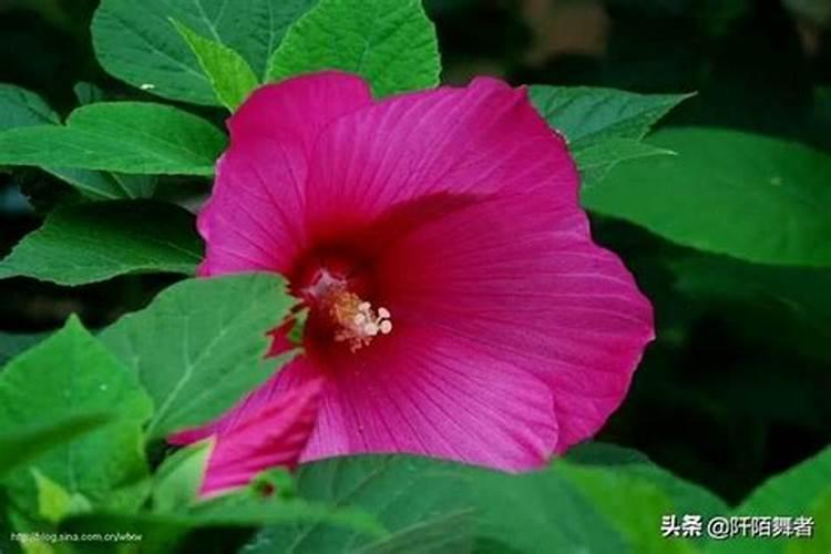 芙蓉花开花时多久施肥一次