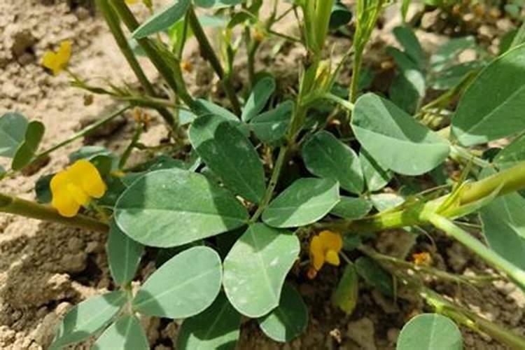 花生需要打叶面肥吗,花生叶面肥选择及使用方法