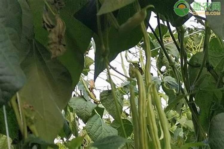 豆角分叉少什么原因