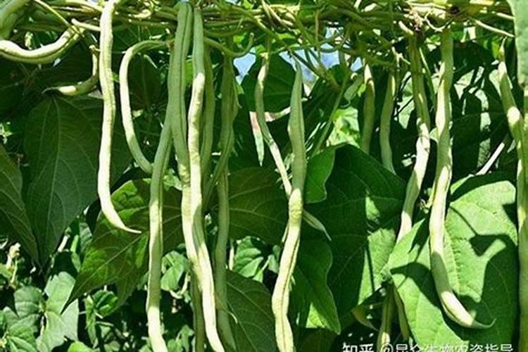 大棚豆角徒长的原因及解决方法