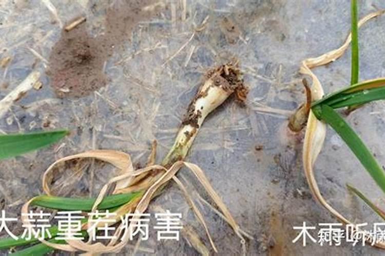 红枣苗地应该用什么除草剂效果较好？