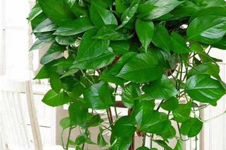 绿萝花水养怎样施肥 绿萝花水养怎样施肥
