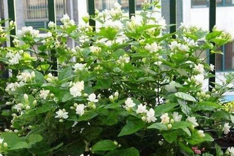 花肥上多了,怎么办？有什么好办法解决？