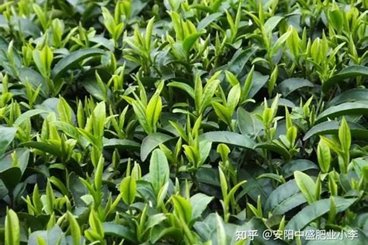 刚栽的茶叶怎么养才长得好 刚栽的茶叶如何养才长得好