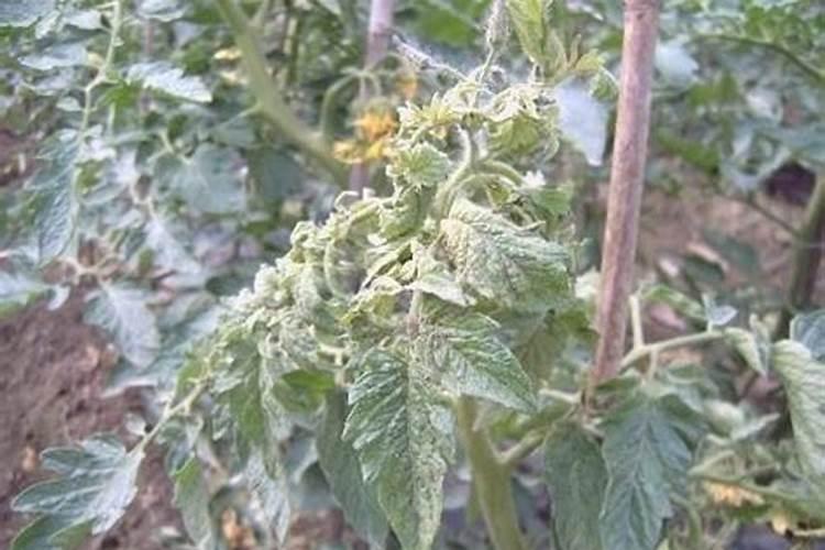 水稻施什么肥料最好