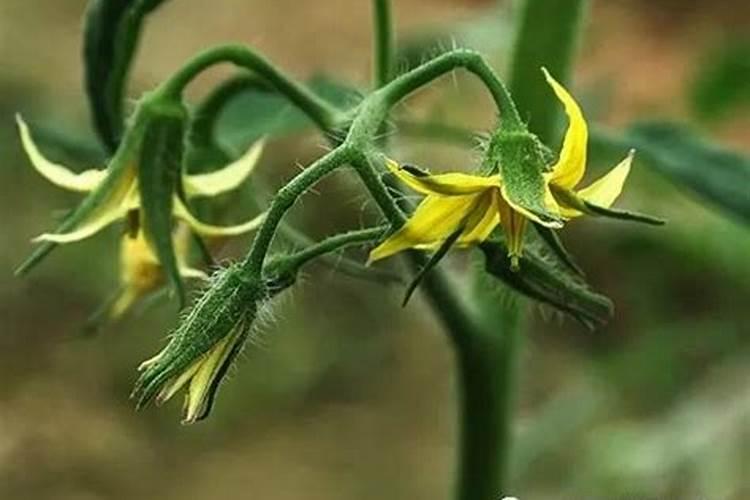 西红柿秧子粗做果了第一次怎么冲肥？