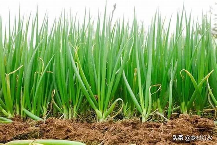 种植大葱什么时候施肥效果好？大葱在什么时期就要施肥呢？