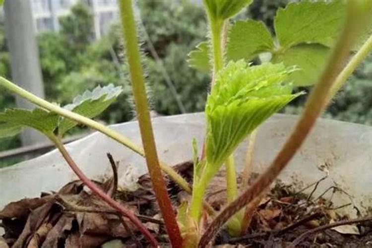 新到的草莓苗蔫了怎么办？