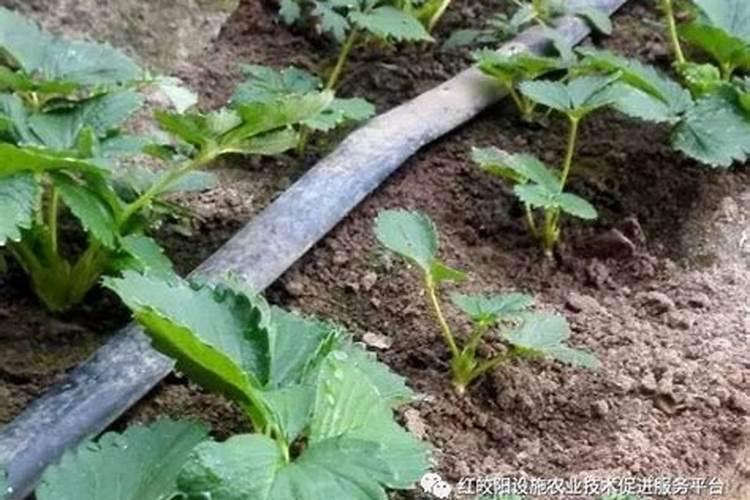 草莓苗被太阳晒枯萎了怎么办