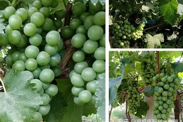 葡萄开花期施什么肥料最好