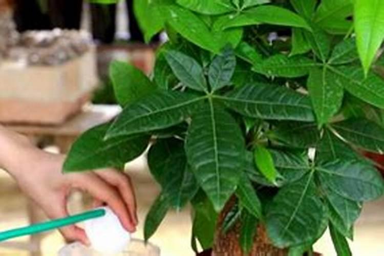 发财树用什么肥料最好