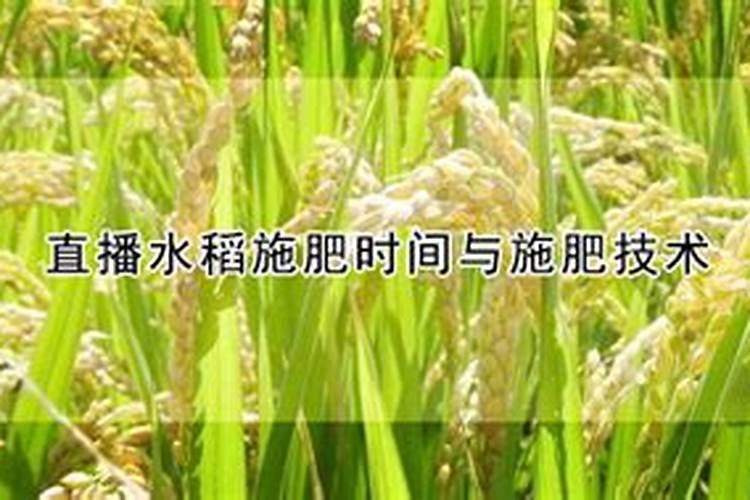 水稻施肥和时间表