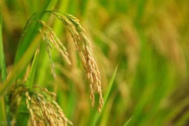 直播水稻施肥时间与施肥技术