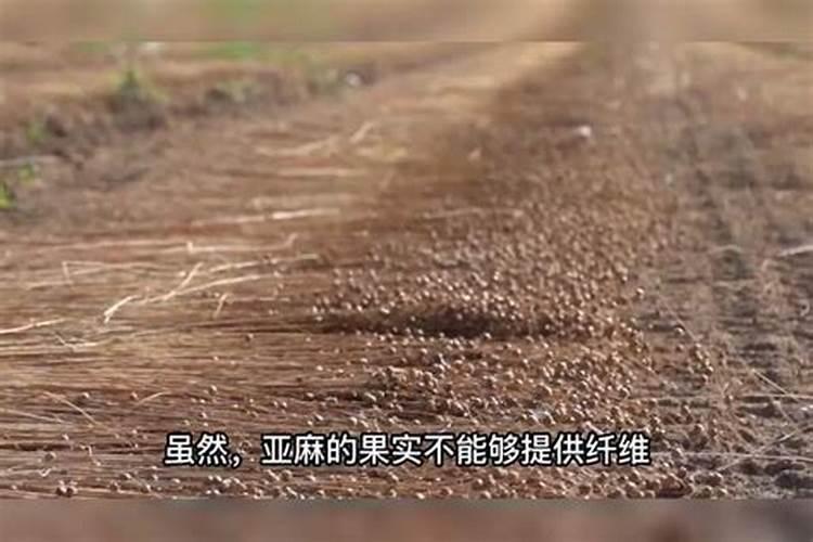 种植解磷解钾固氮的EM菌种是那种？做冲施肥用