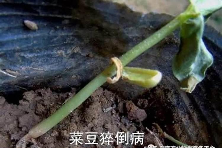 豆角能冲高钾肥料吗