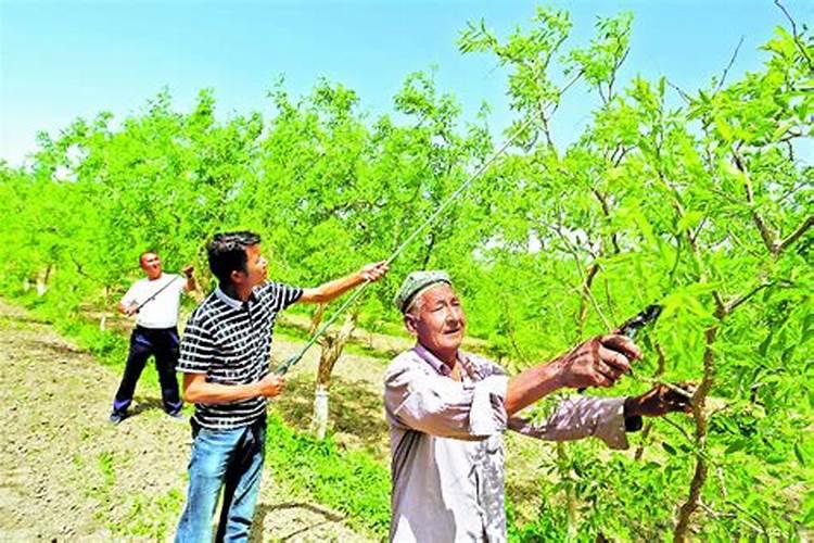 冬枣用什么叶面肥好？冬枣什么时候打叶面肥？冬枣增大增甜防裂用金泰靓...