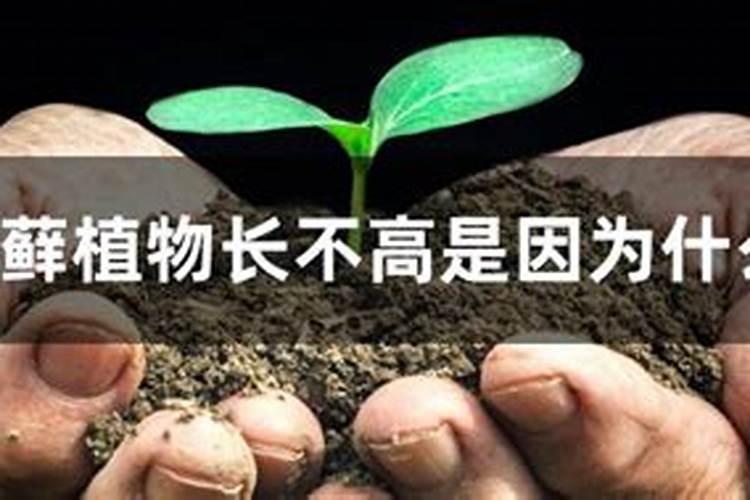 凤尾竹为什么长不高
