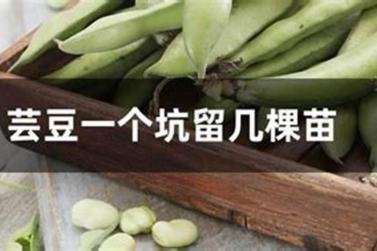 英国红芸豆有哪些栽培技术要点？