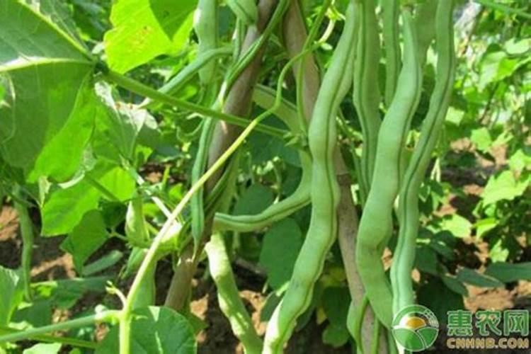 芸豆高产种植六大要点介绍!
