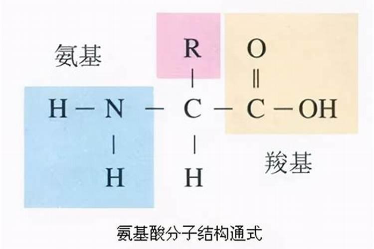 氨基酸和鱼蛋白到底有什么区别,差别在哪里呢？