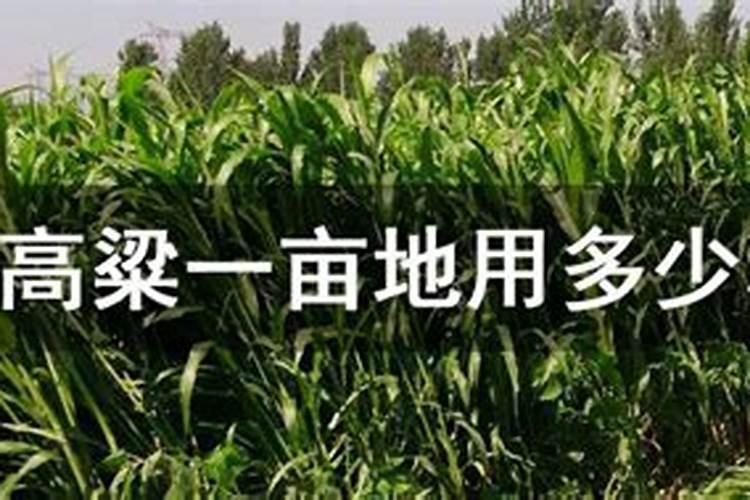 如何提高水稻产量