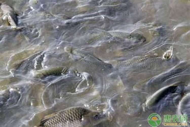 大姜种植后头两次浇水应怎么冲施肥料？