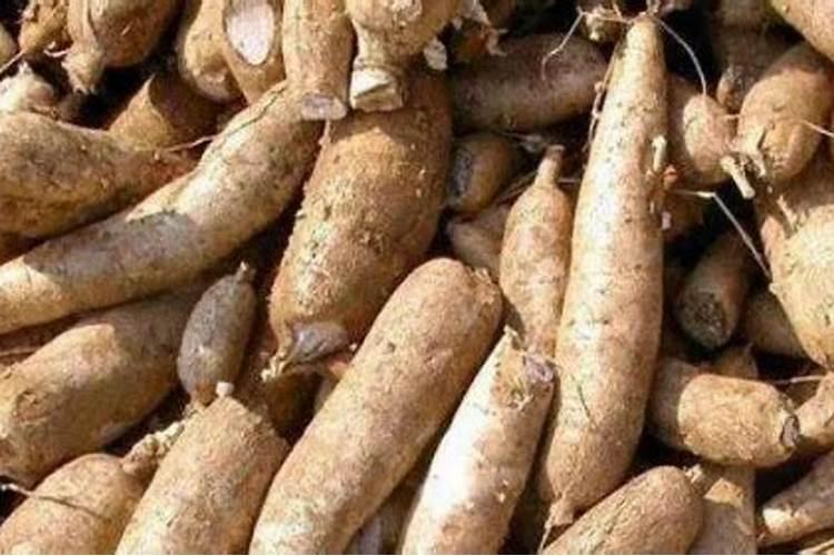 叶用甘薯如何进行无公害栽培？