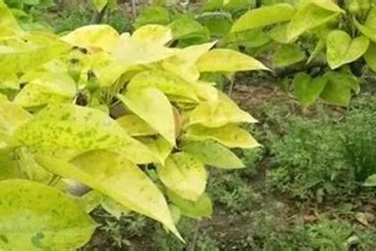 叶用甘薯如何进行无公害栽培？