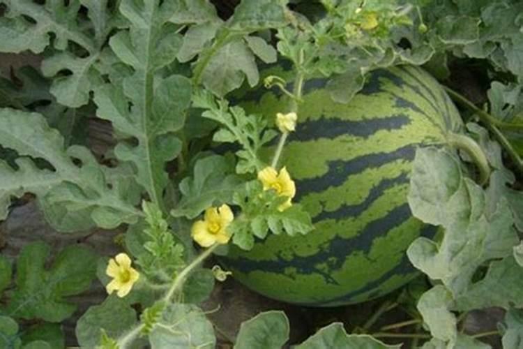芒果施什么肥